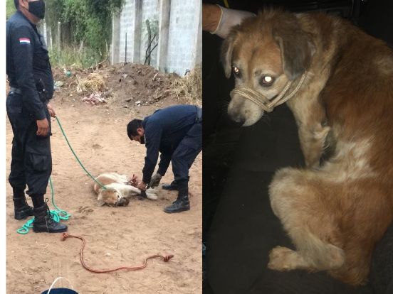 Perro rescatado